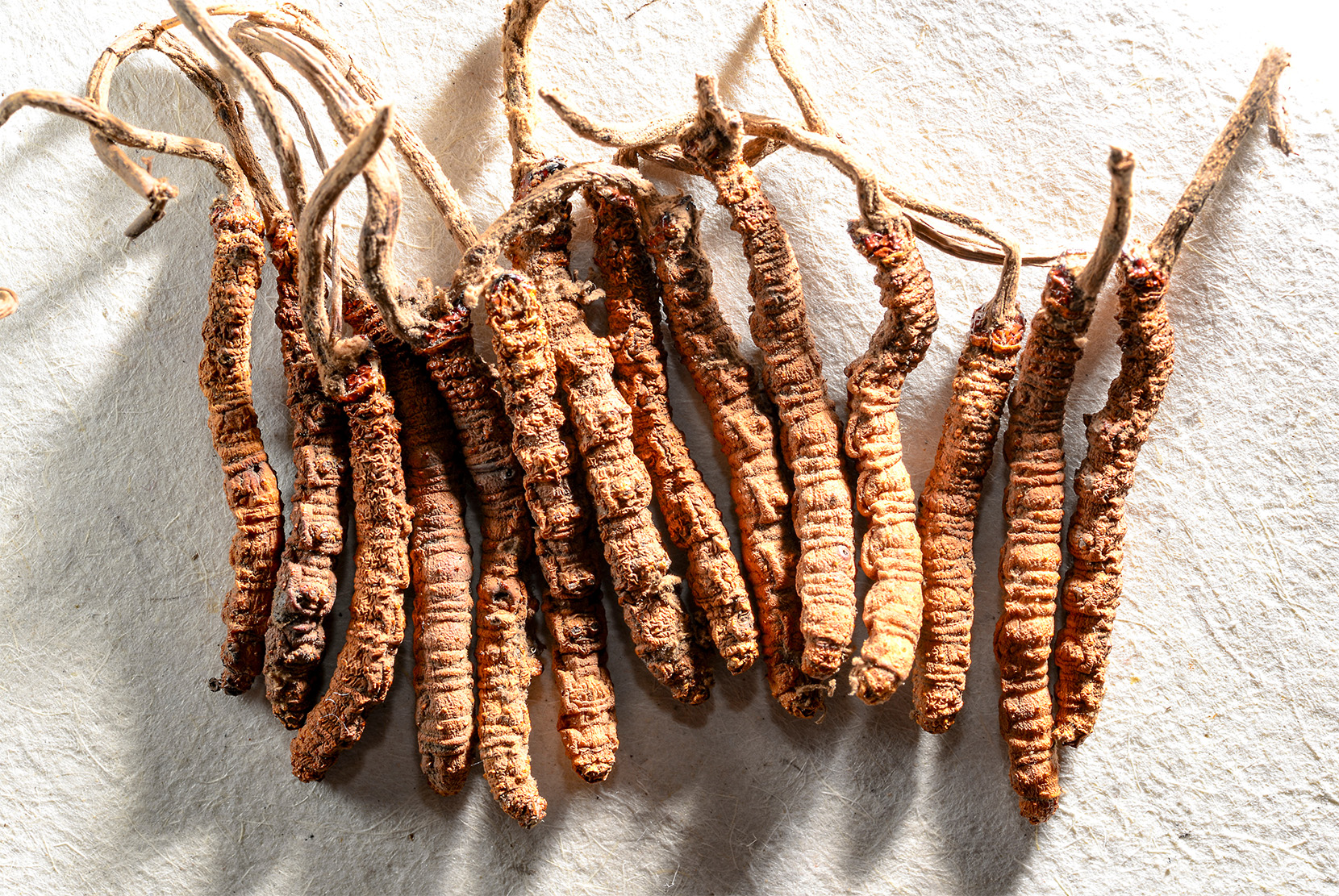 cordyceps_sinensis 